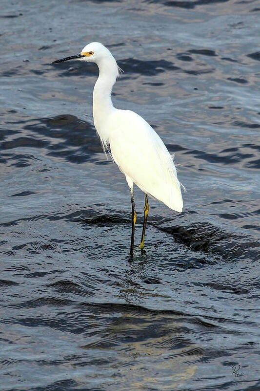 Egret Poster featuring the photograph Snowy Egret #1 by Robert Harris