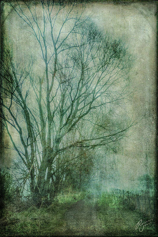Tree Poster featuring the photograph Tree Mist #1 by Roseanne Jones