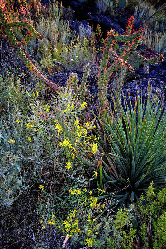 Valley Of The Fires Poster featuring the photograph Vegetation in the Valley of Fires #1 by George Taylor