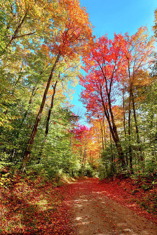 Hdr Poster featuring the photograph Autumn Walk #3 by David Patterson