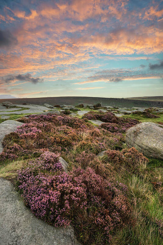 Landscape Poster featuring the photograph Epic colorful landscape view of late Summer heather in Peak Dist #2 by Matthew Gibson