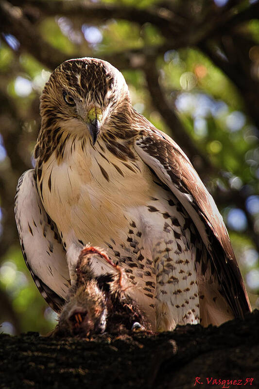 Duck Poster featuring the photograph Red-Tail Hawk with Prey #2 by Rene Vasquez