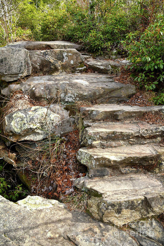 Hike Poster featuring the photograph Steps Into The Forest #2 by Phil Perkins