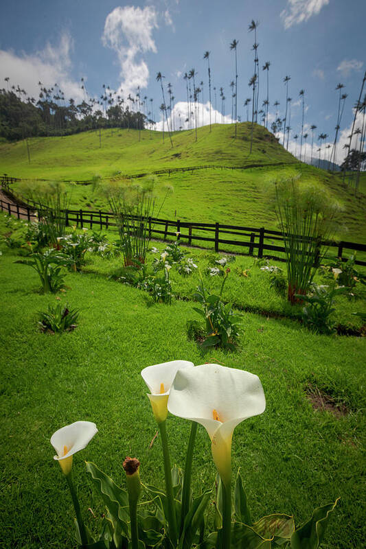 Valle Del Cocora Poster featuring the photograph Valle Del Cocora Salento Quindio Colombia #2 by Tristan Quevilly