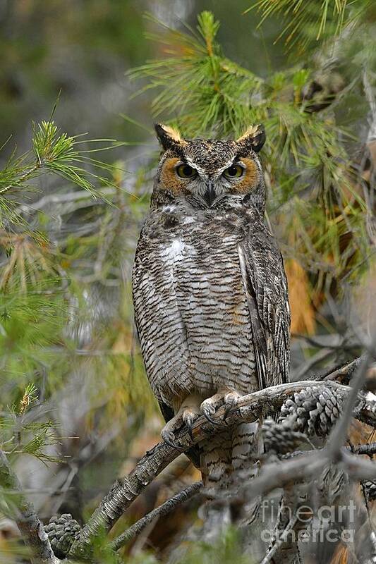 Great Horned Owl Poster featuring the digital art Great Horned Owl #23 by Tammy Keyes