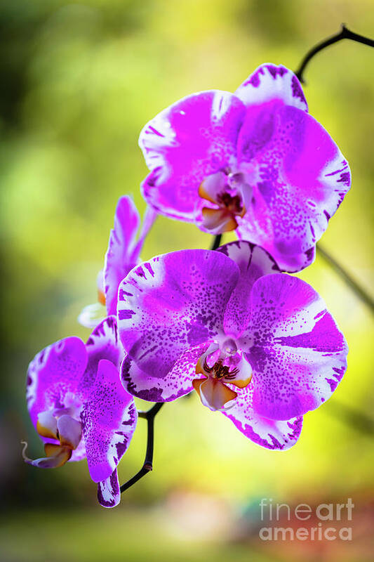 Background Poster featuring the photograph Purple Orchid Flowers #24 by Raul Rodriguez