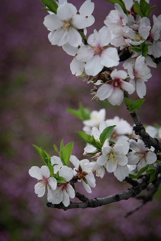 Flowers Poster featuring the photograph Plum white blooming blossom flowers in early spring. Springtime beauty #3 by Michalakis Ppalis