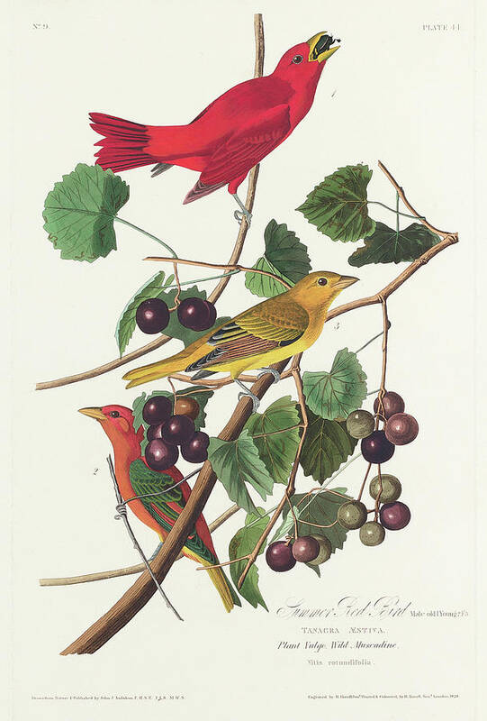 Audubon Birds Poster featuring the drawing Summer Red Bird #3 by John James Audubon