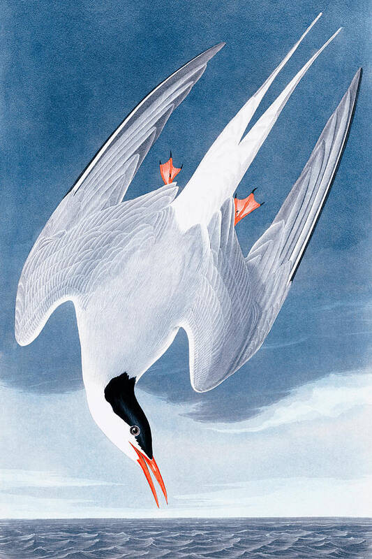 John James Audubon Poster featuring the drawing Arctic tern by John James Audubon by Mango Art