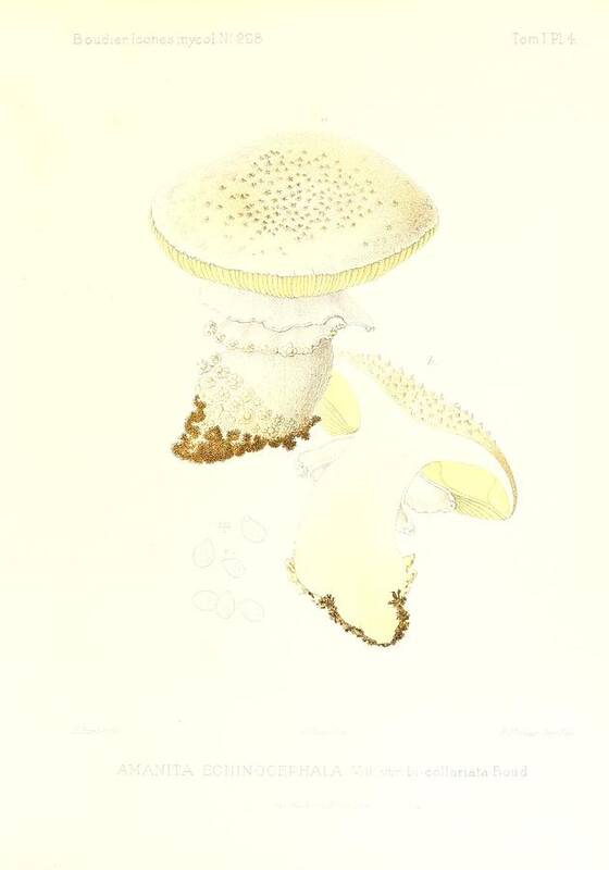 Amanita Poster featuring the mixed media Vintage, Poisonous and Fly Mushroom Illustrations #4 by World Art Collective