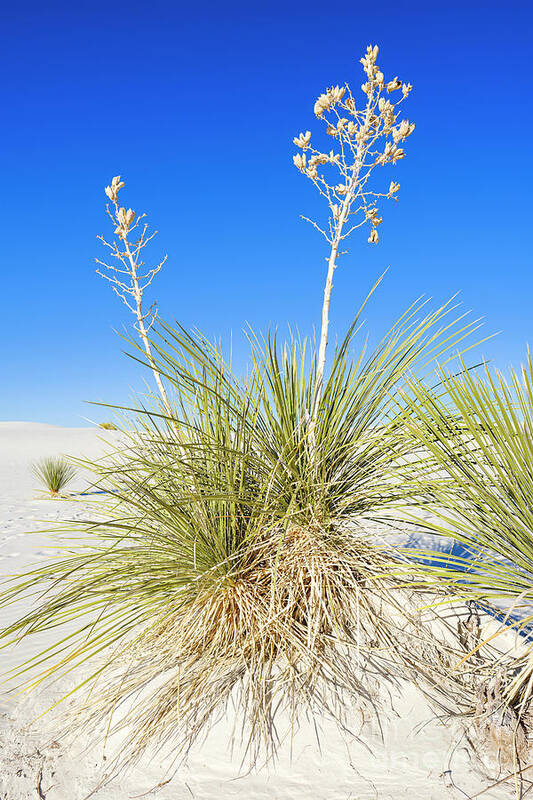 Chihuahuan Desert Poster featuring the photograph White Sands Gypsum Dunes #6 by Raul Rodriguez