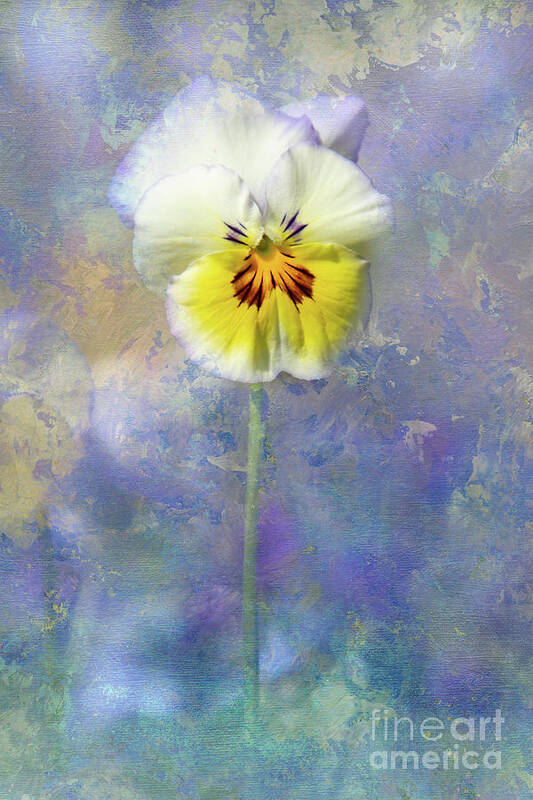 Pansies Poster featuring the photograph A Call to Spring by Marilyn Cornwell