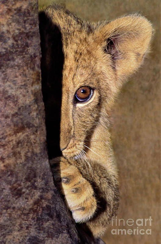 African Lion Poster featuring the photograph A Lion Cub Plays Hide and Seek Wildlife Rescue by Dave Welling