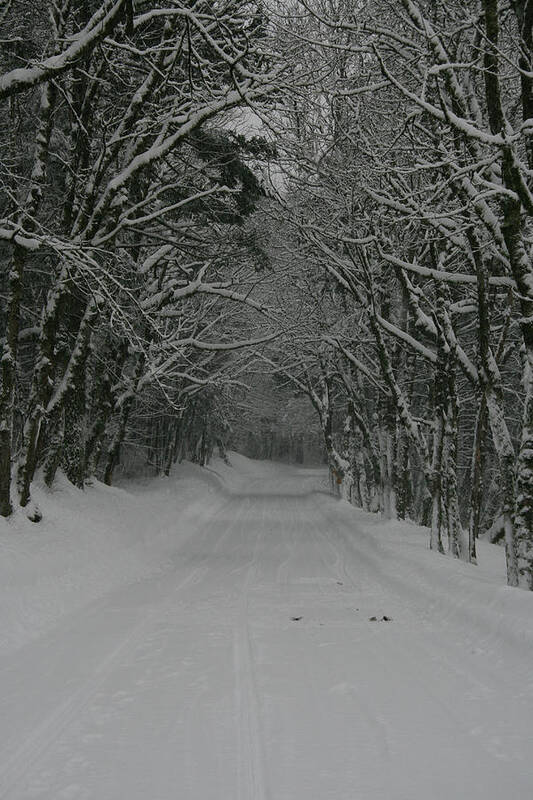 Snow Poster featuring the photograph A Snowy Road Less Travelled by Leslie Struxness