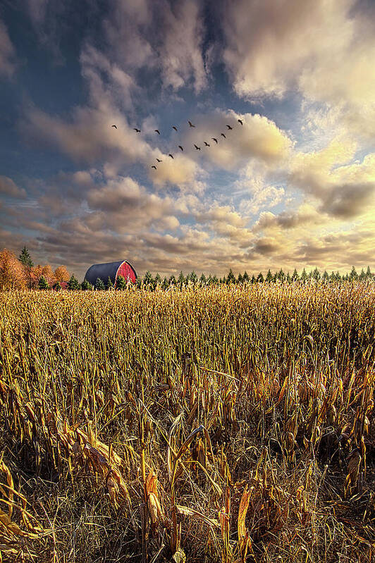 Plant Poster featuring the photograph A Time of Harvest by Phil Koch