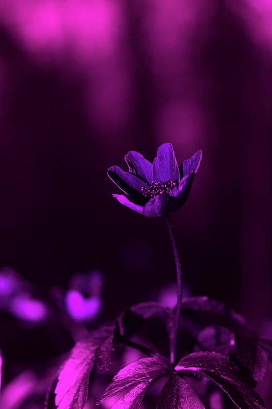 White Poster featuring the photograph A white anemone under UV light by Maria Dimitrova