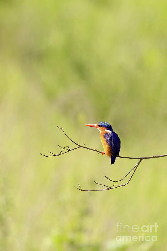 Malachite Poster featuring the photograph Adult malachite kingfisher, corythornis cristatus, perched on a by Jane Rix