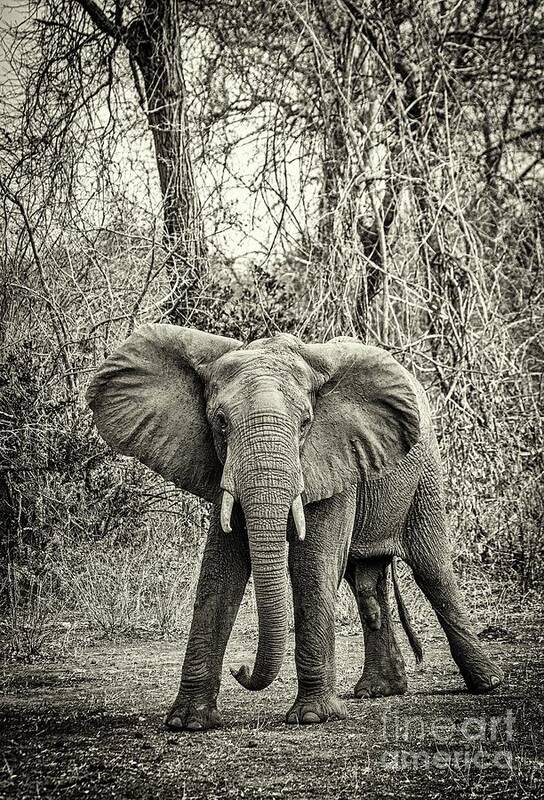 Wildafrica Poster featuring the photograph African Elephant by Lev Kaytsner