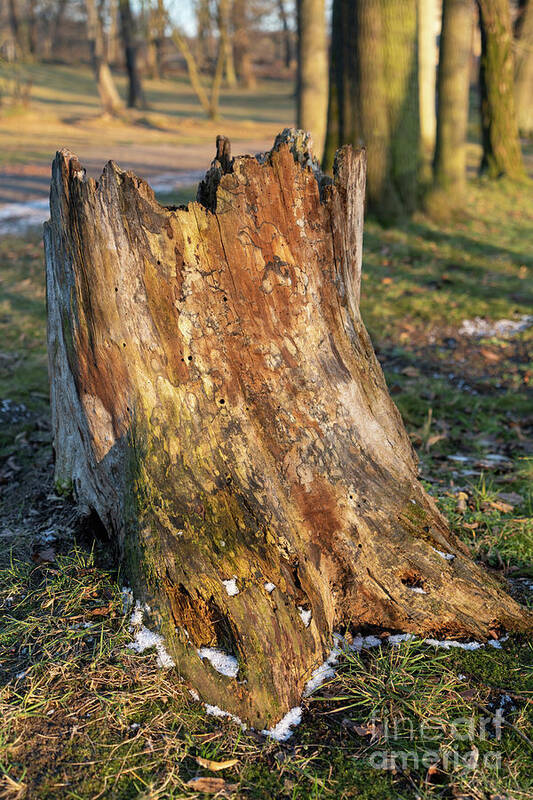 Tree Poster featuring the photograph Ageing Wood and Evening Light 1 by Adriana Mueller