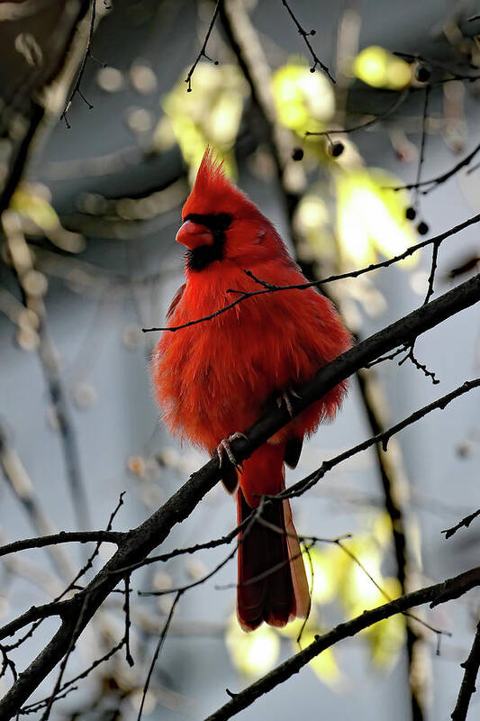 Cardinal Poster featuring the photograph All Fluff    by Jennifer Robin