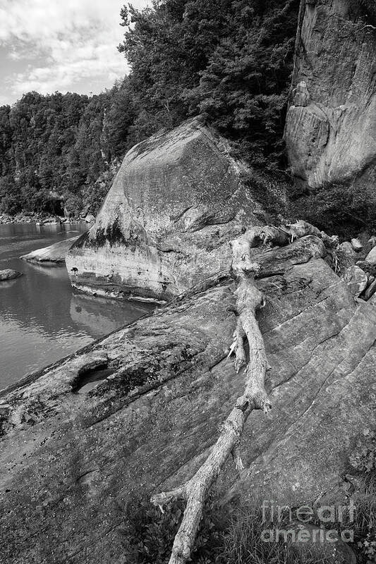 Black And White Poster featuring the photograph Along The Cumberland River by Phil Perkins