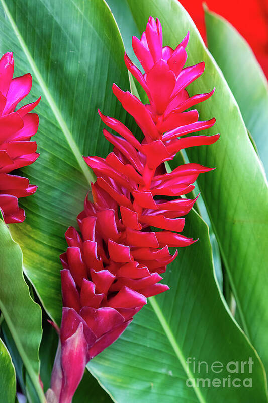 Red Ginger Poster featuring the photograph Alpinia purpurata or red ginger by Lyl Dil Creations