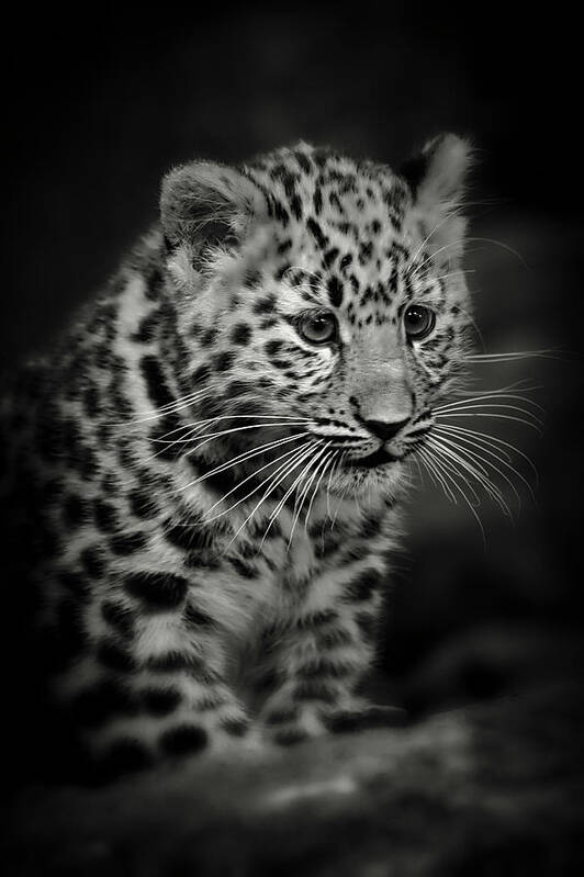 Amur Poster featuring the photograph Amur Leopard Cub - Sepia by Chris Boulton