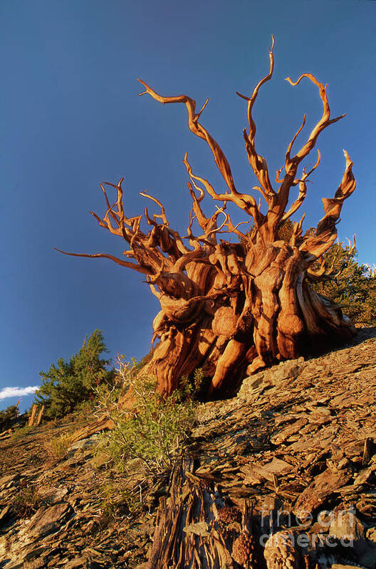 Dave Welling Poster featuring the photograph Ancient Bristlecone Pine White Mountains California by Dave Welling