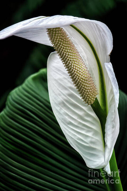 Flower Poster featuring the photograph Peace Lily Flower by Al Andersen