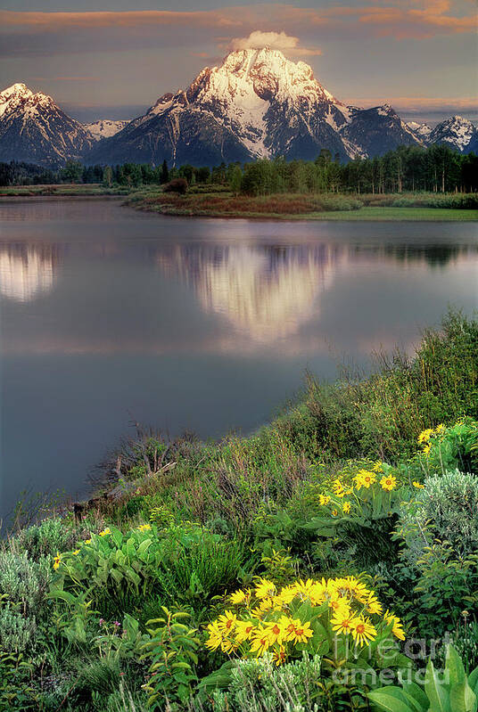 Dave Welling Poster featuring the photograph Arrowleaf Balsamrood Mount Moran Grand Tetons Np by Dave Welling