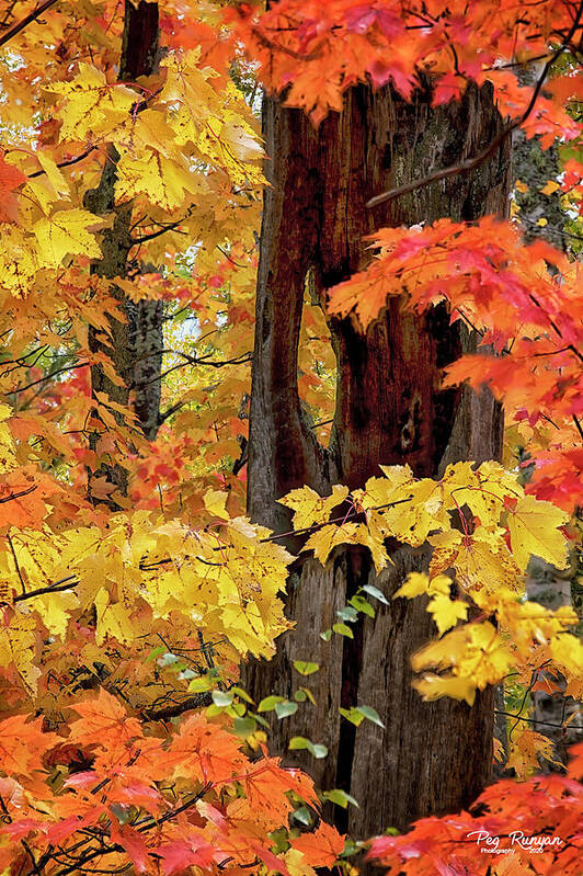 Northern Michigan Poster featuring the photograph Autumn in Northern Michigan by Peg Runyan