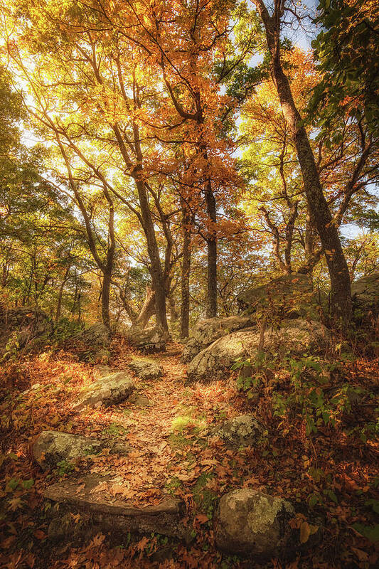 Autumn Poster featuring the photograph Autumn Pathway by Tricia Louque