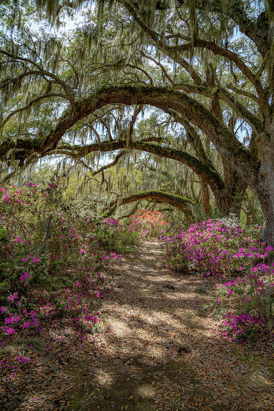 Architecture Poster featuring the photograph Avenue of the Oaks 2 by Cindy Robinson