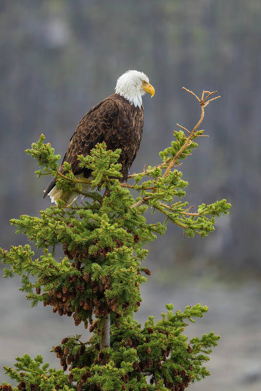 Eagle Poster featuring the photograph Bald Eagle on Top of Spruce by Bill Cubitt