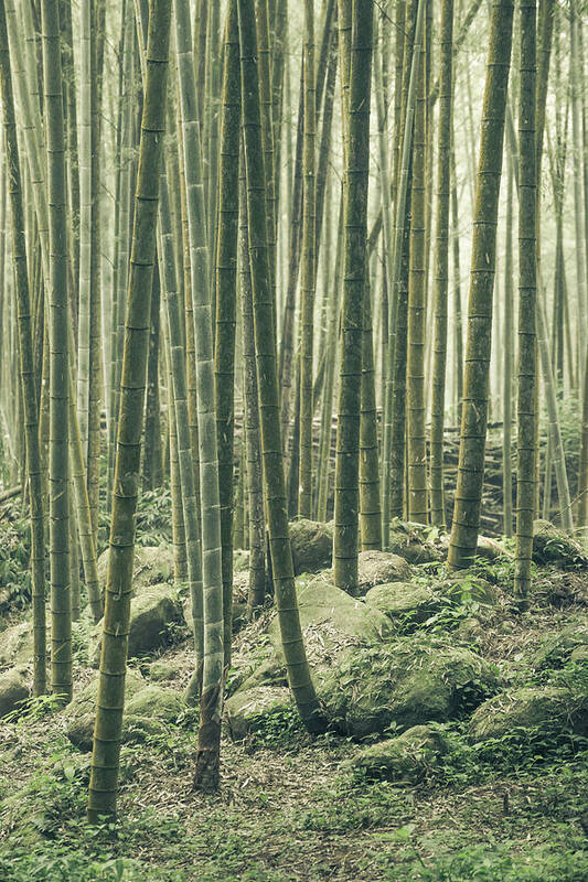 Bamboo Poster featuring the photograph Bamboo Silence by Alexander Kunz