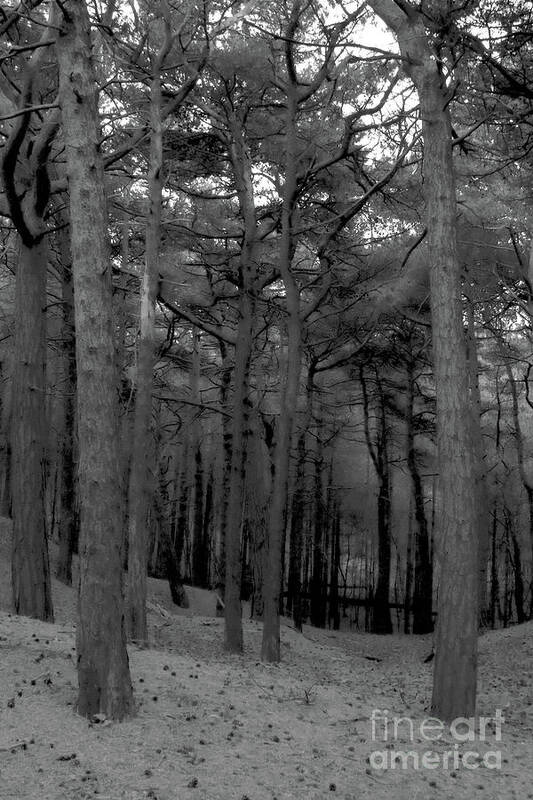 Black And White Poster featuring the photograph Bare Forest by Doc Braham