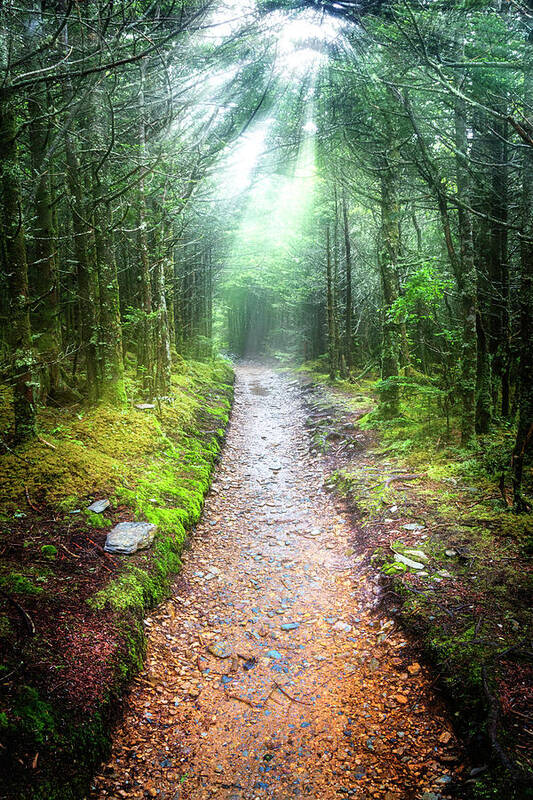 Carolina Poster featuring the photograph Beams of Light on the Appalachian Trail by Debra and Dave Vanderlaan