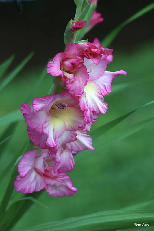 Flowers Poster featuring the photograph Beautiful Pink Gladiola by Trina Ansel