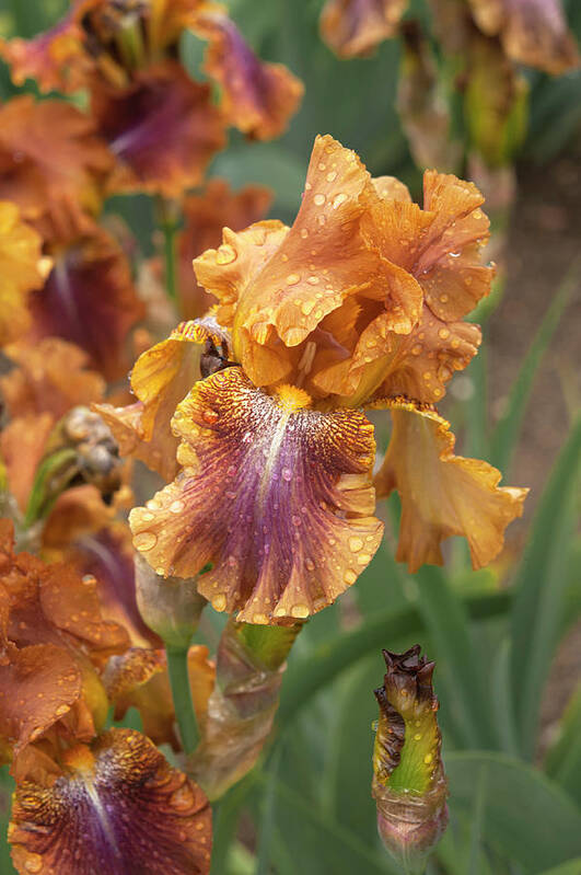 Jenny Rainbow Fine Art Photography Poster featuring the photograph Beauty Of Irises. Autumn Leaves by Jenny Rainbow