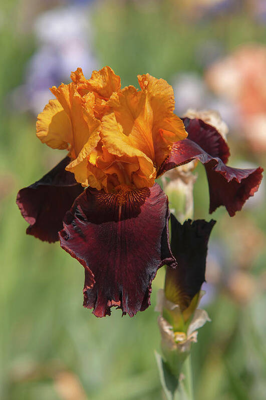 Jenny Rainbow Fine Art Photography Poster featuring the photograph Beauty Of Irises. Supreme Sultan 7 by Jenny Rainbow