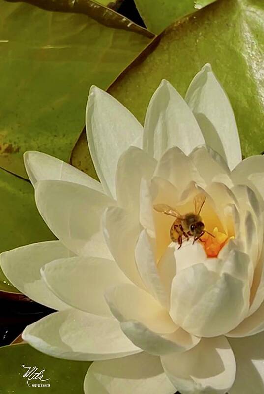  Poster featuring the photograph Bee on water lily by Meta Gatschenberger