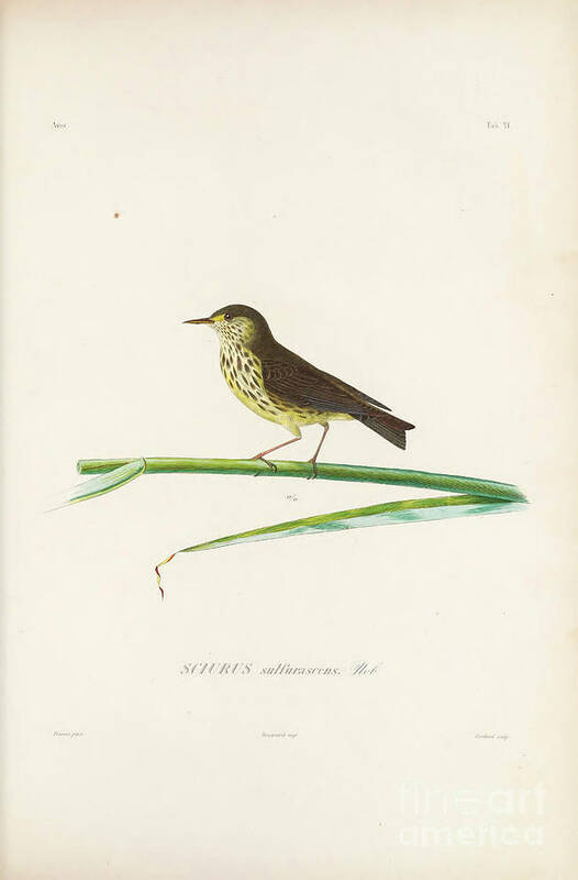 Northern Waterthrush Poster featuring the photograph Birds of Cube 1838 t2 by Historic illustrations