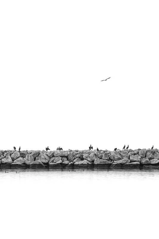 Breakwater Poster featuring the photograph Birds on a Breakwater in Black and White by Alexios Ntounas