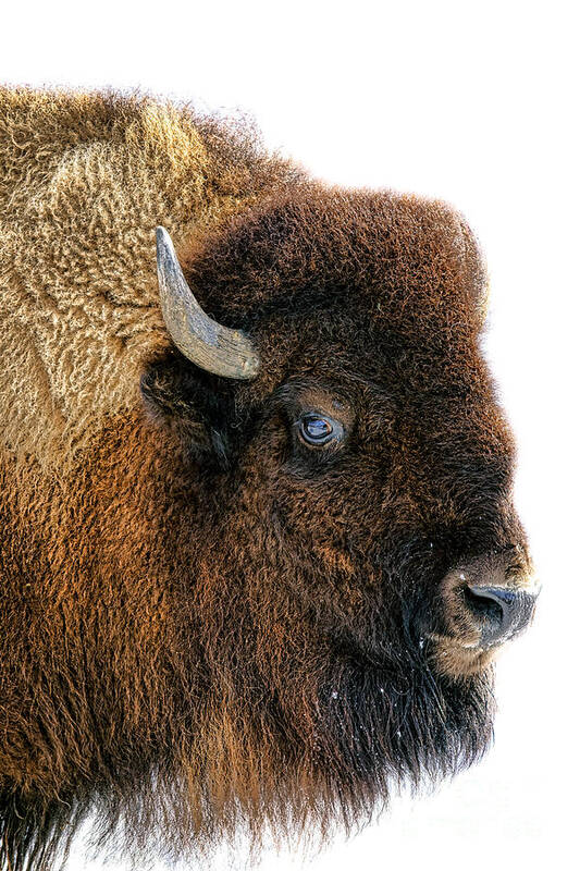 Buffalo Poster featuring the photograph Bison in Winter by Olivier Le Queinec