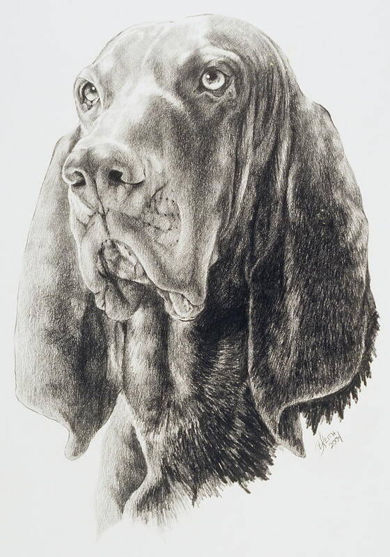 Purebred Dogs Poster featuring the drawing Black and Tan Coonhound in Graphite by Barbara Keith