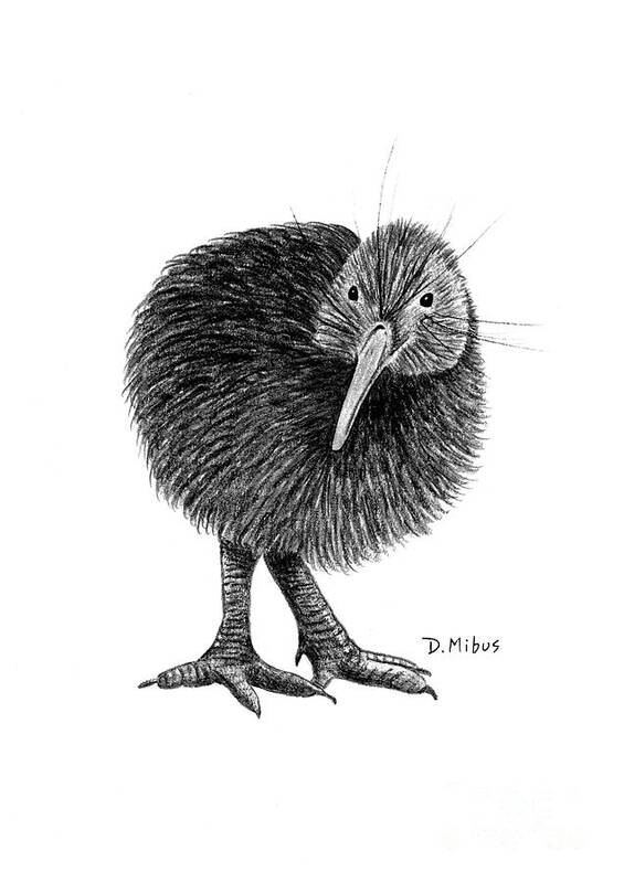 New Zealand Bird Poster featuring the drawing Black and White Kiwi Bird of New Zealand by Donna Mibus
