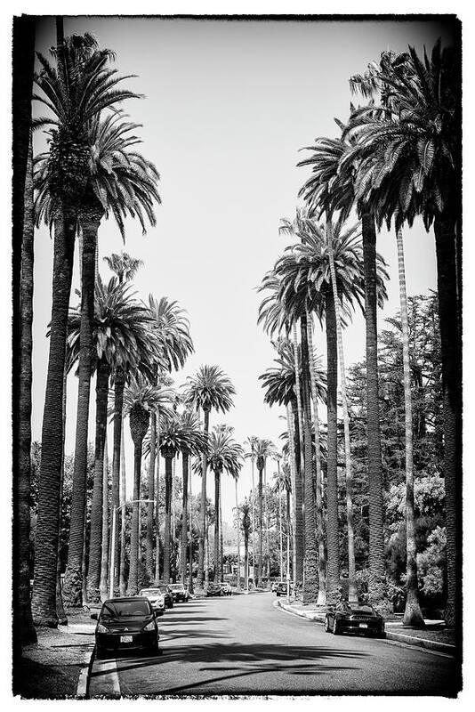 Palm Trees Poster featuring the photograph Black California Series - Los Angeles Street by Philippe HUGONNARD