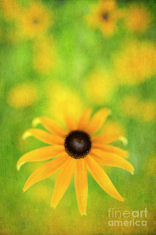 Black-eyed Susan Poster featuring the photograph Black-eyed Susan Textured Print beautiful wall art FL9464 by Mark Graf
