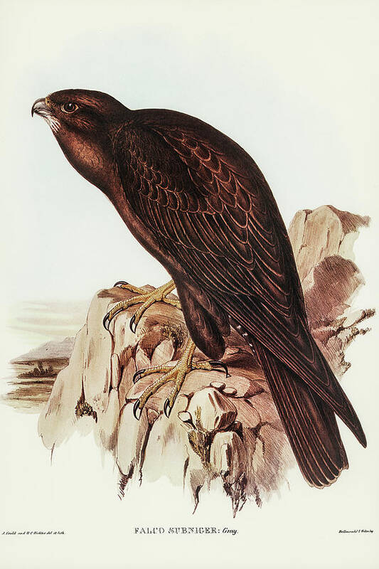 Black Falcon Poster featuring the drawing Black Falcon, Falco sunnier by John Gould