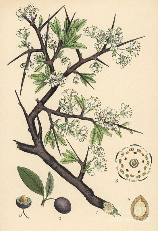 Blackthorn Or Sloe Poster featuring the painting Blackthorn or sloe, Prunus spinosa by European School